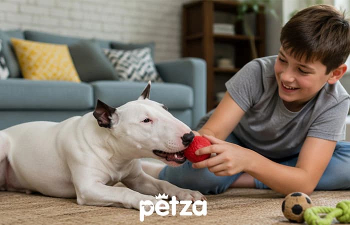 Bull Terrier Köpek Özellikleri