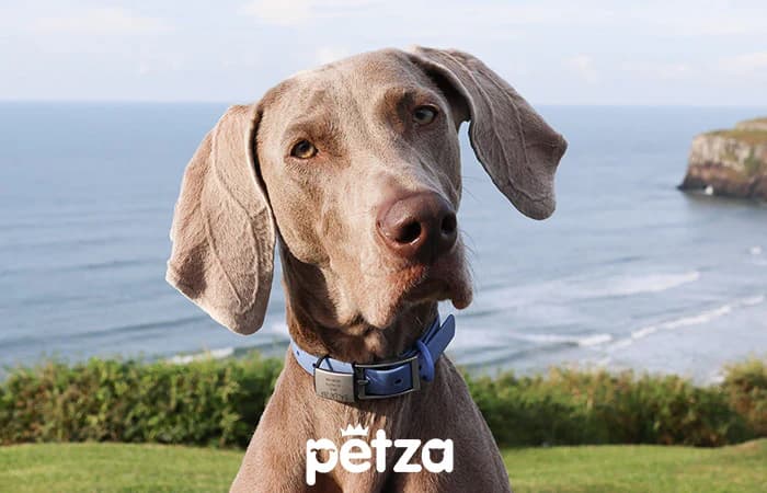 Weimaraner Köpek Özellikleri
