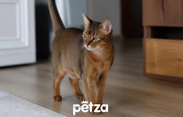 Habeş Kedisi (Abyssinian) Özellikleri