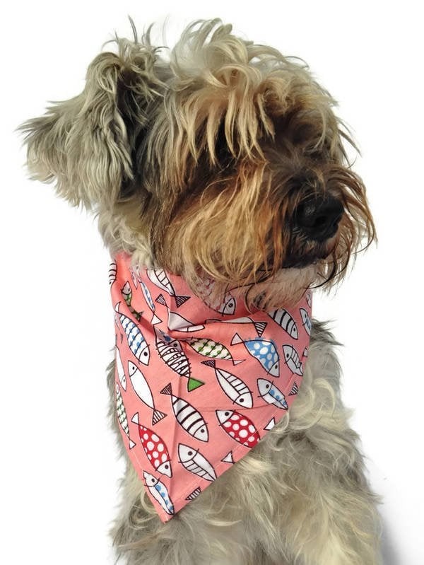 Köpek Bandana / Mayumi