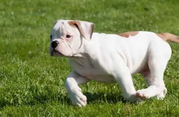 American Bulldog Özellikleri