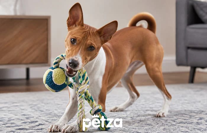 Basenji Köpeği Özellikleri