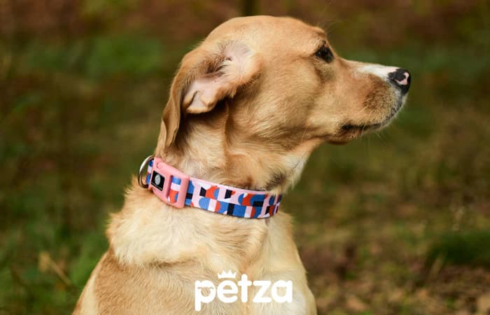 Rania Köpek Boyun Tasması - Petza