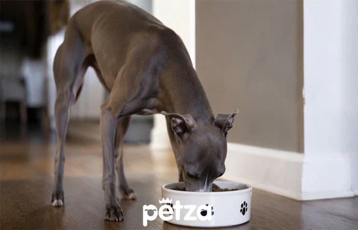 Köpeklerde Kalp Hastalığı