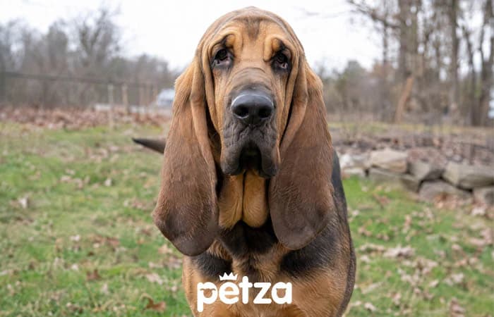 Bloodhound Köpeği Özellikleri