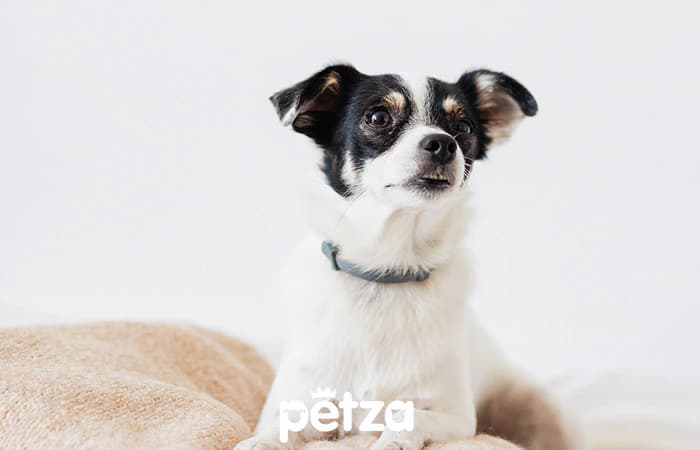 Toy Fox Terrier Köpeği Özellikleri