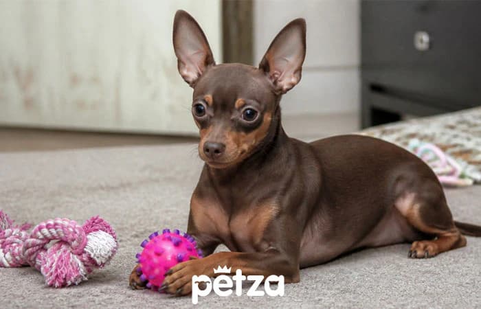 Rus Toy Teriyer Köpeği  - Russian Toy Terrier