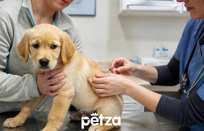 Köpek Aşı Takvimi: Yavru ve Yetişkin Köpekler İçin Hangi Aşı Ne Zaman Yapılmalı?