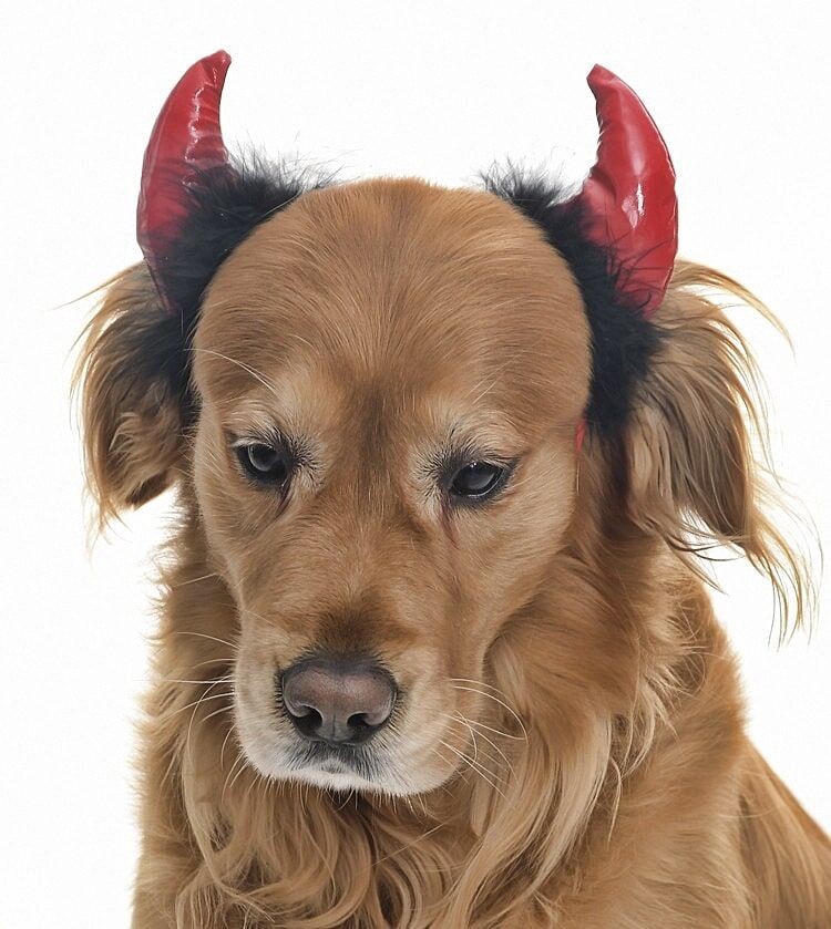 Küçük Orta Ve Büyük Irk Köpekler için Taç Devil