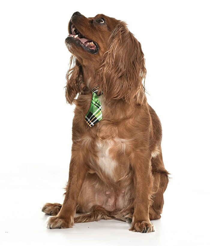 Köpek Kravat / Chidi