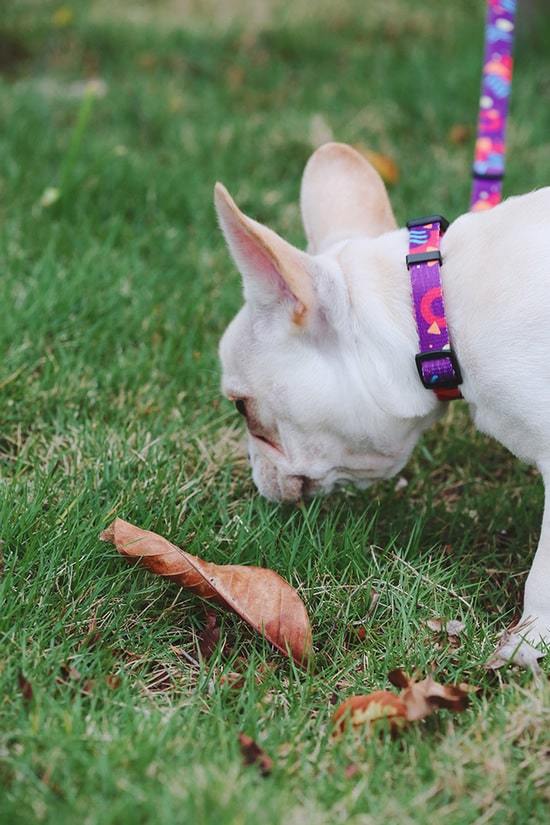Köpek Boyun Tasması Hi Dream Popcorn
