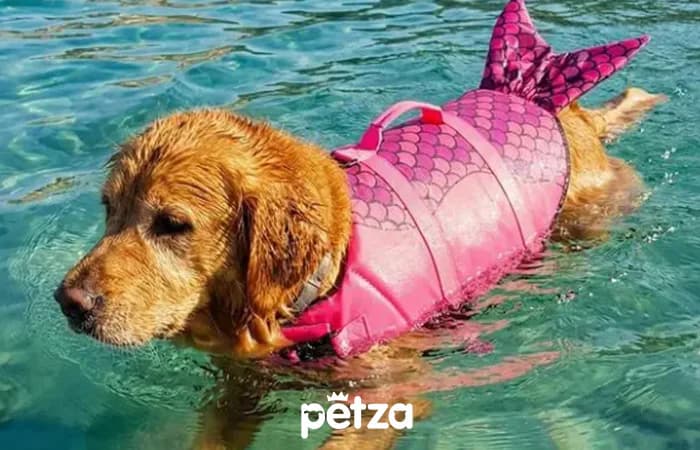 Köpek Can Yeleği Blush - Petza