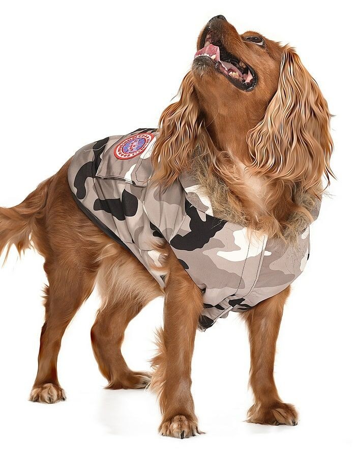 Küçük ve Orta Irk Köpek Mont - Sasel
