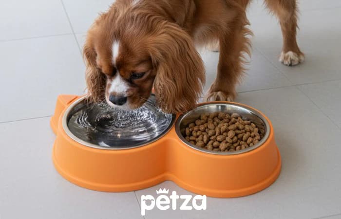 Pawzy Köpek Mama ve Su Kabı Turuncu - Petza