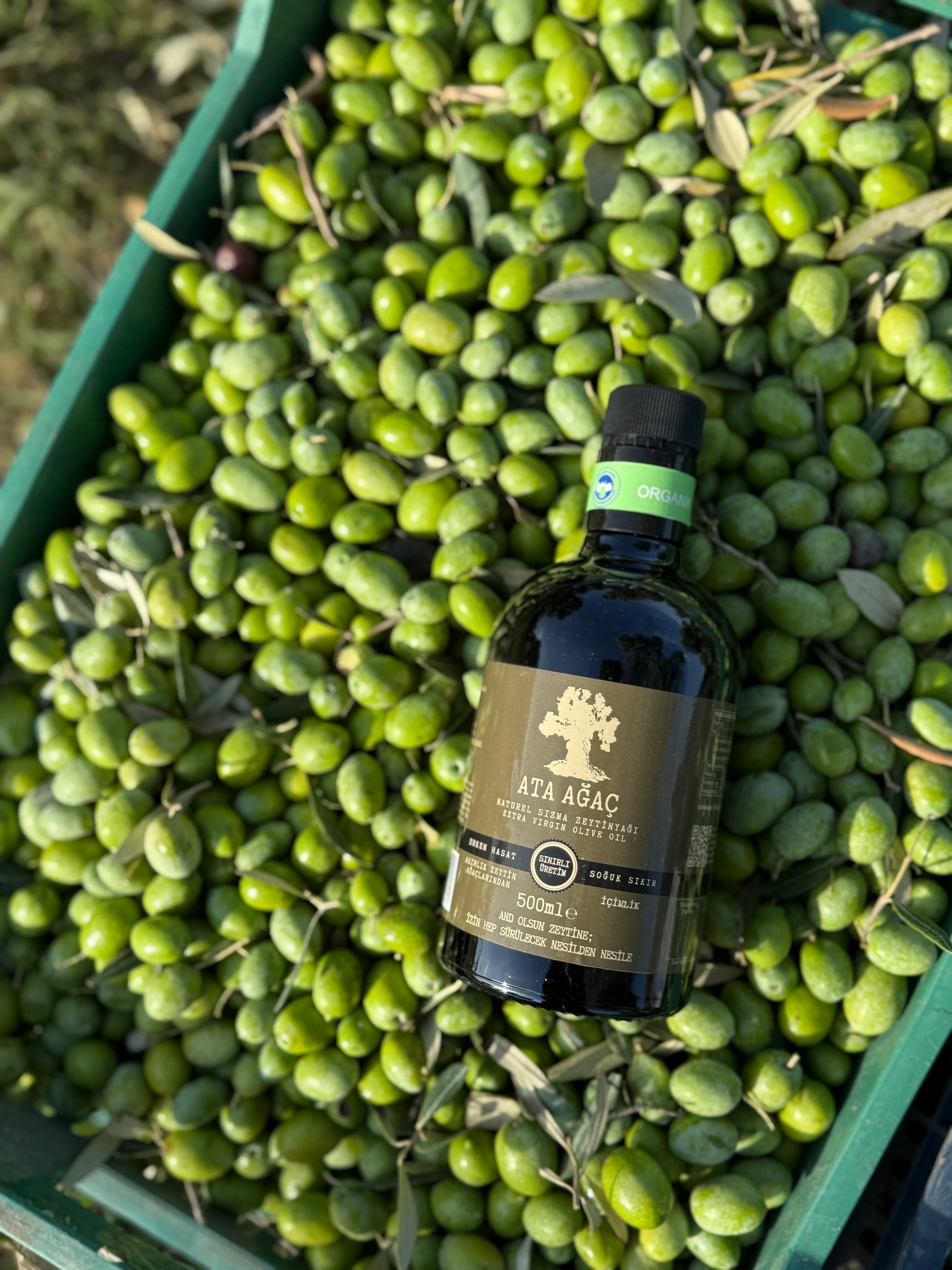 Yeni Sezon İçimlik Organik Zeytinyağı 500 Ml