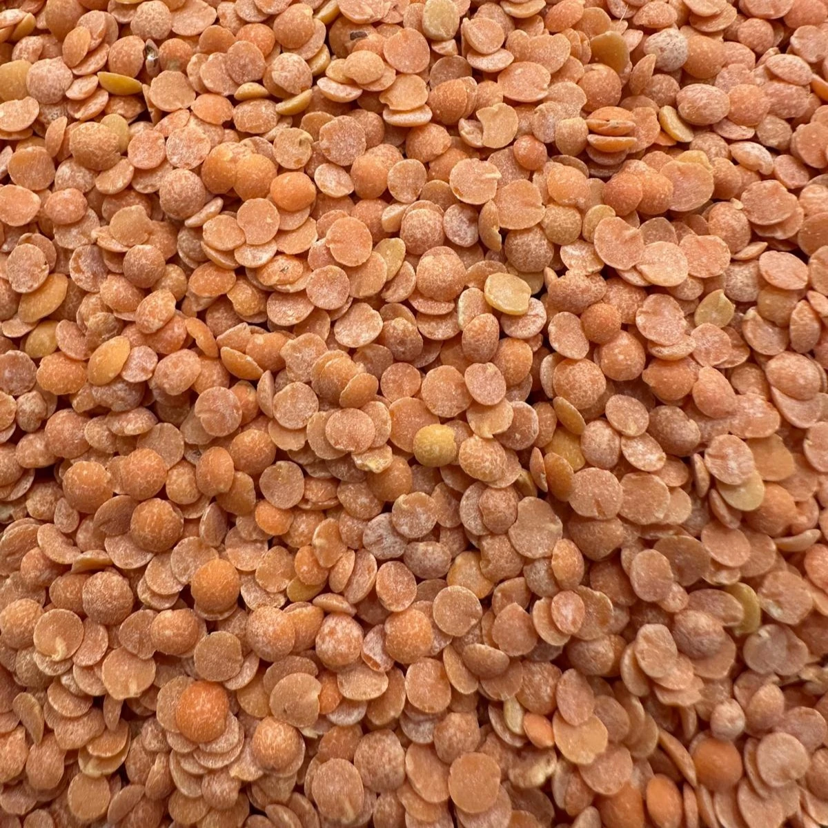 Atalık Tohum Kırmızı Mercimek 1KG