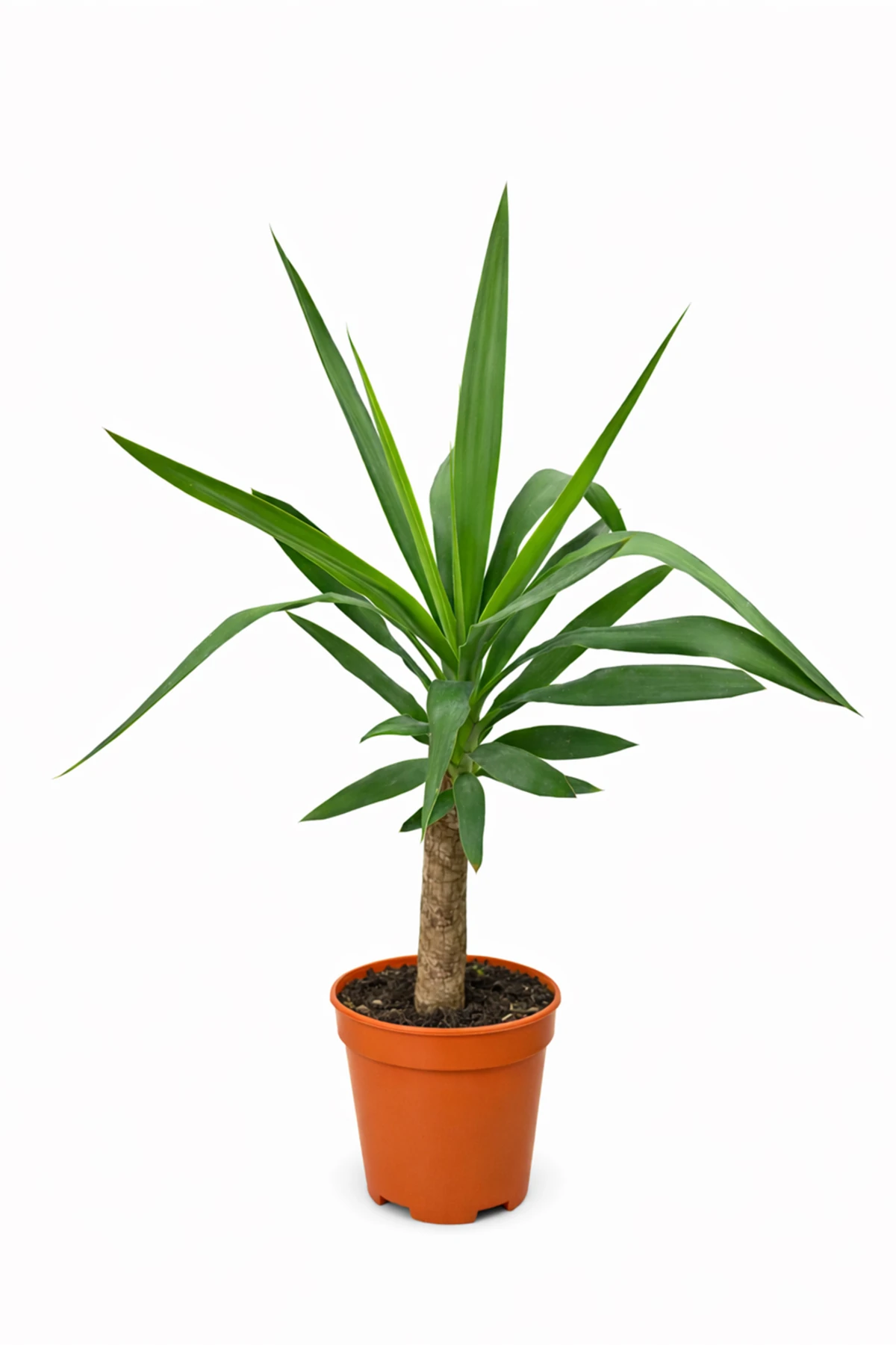 Yucca (Yuka) Tek Gövdeli | 70-80 cm Boy Dekoratif Tropikal Canlı Bitki