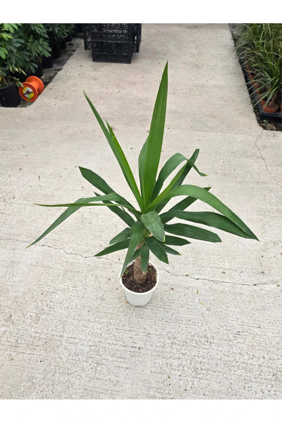 Yucca (Yuka) Tek Gövdeli | 70-80 cm Boy Dekoratif Tropikal Canlı Bitki