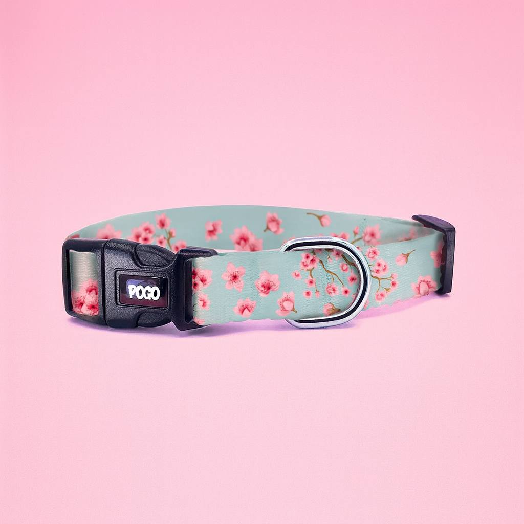 Sakura | Köpek Boyun Tasması