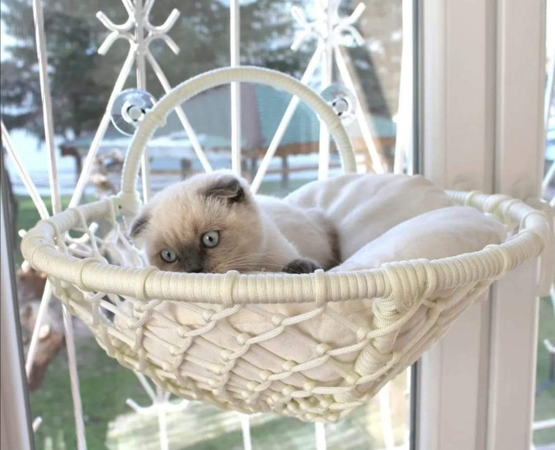 Kedi Yatağı & Kedi salıncağı