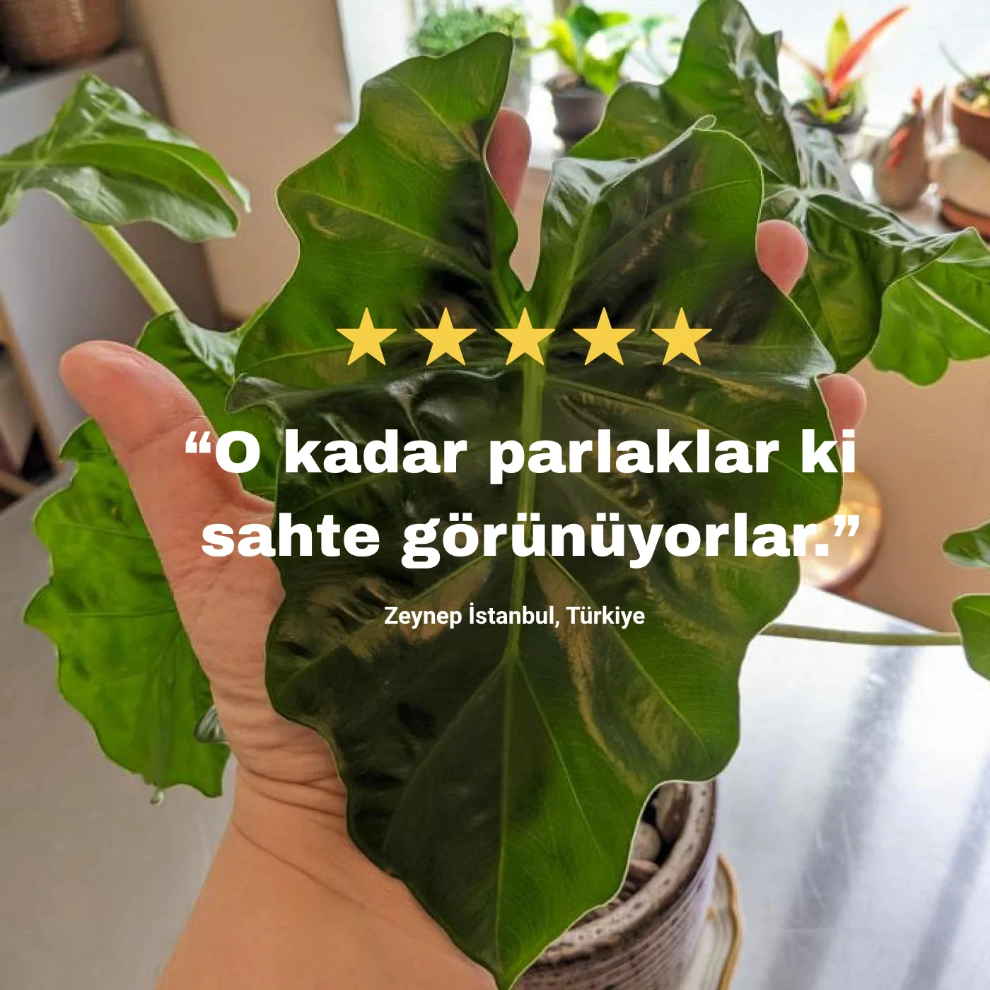 Botana | Besleyicili Bitki Toprağı