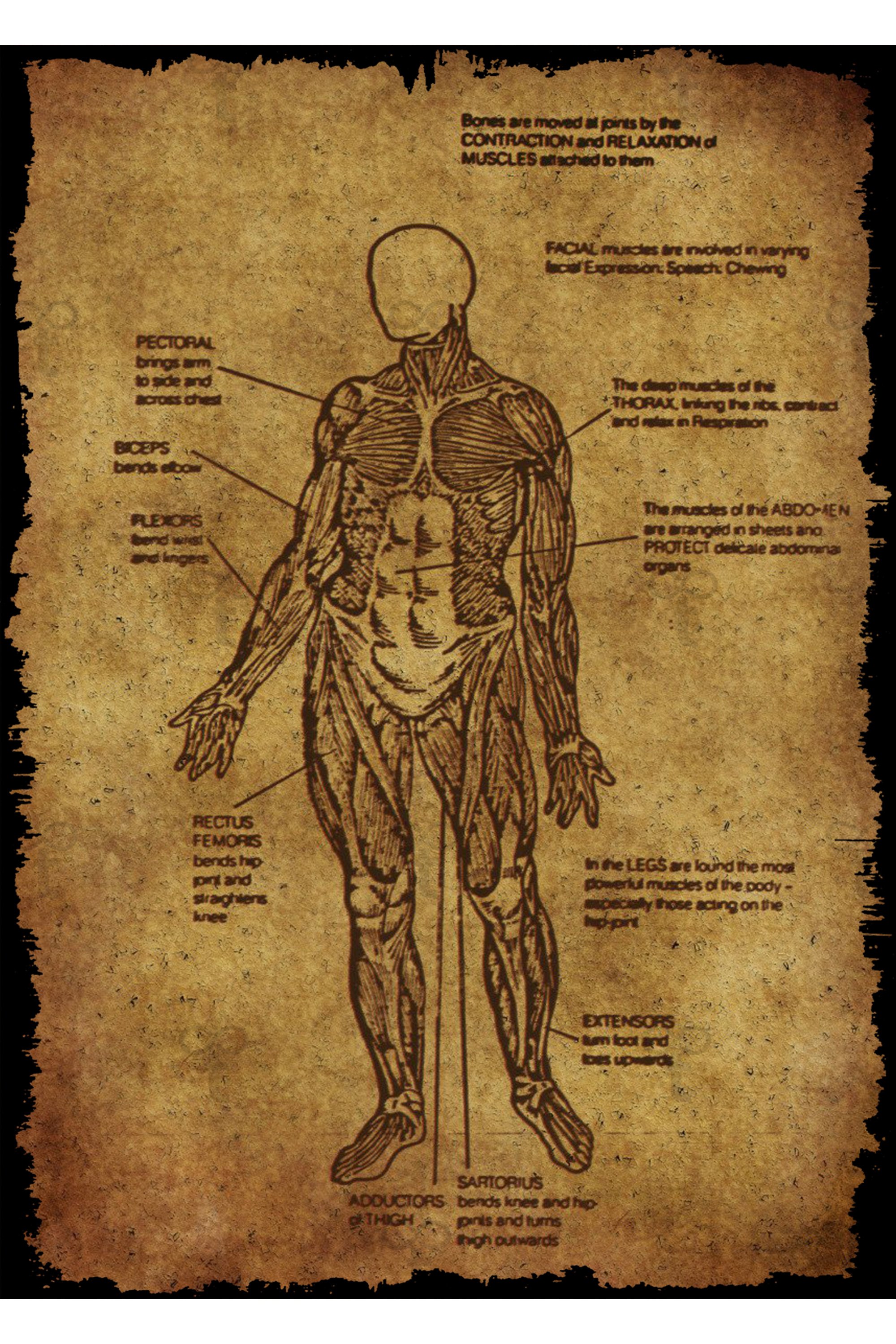 İnsan Anatomisi Temalı Ahşap Tablo