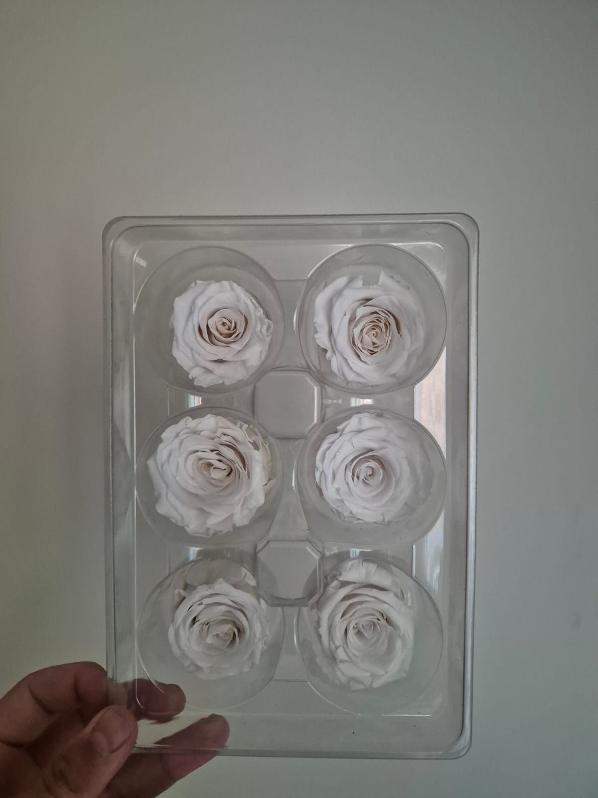 Şoklanmış Gül Beyaz (6 ADET)