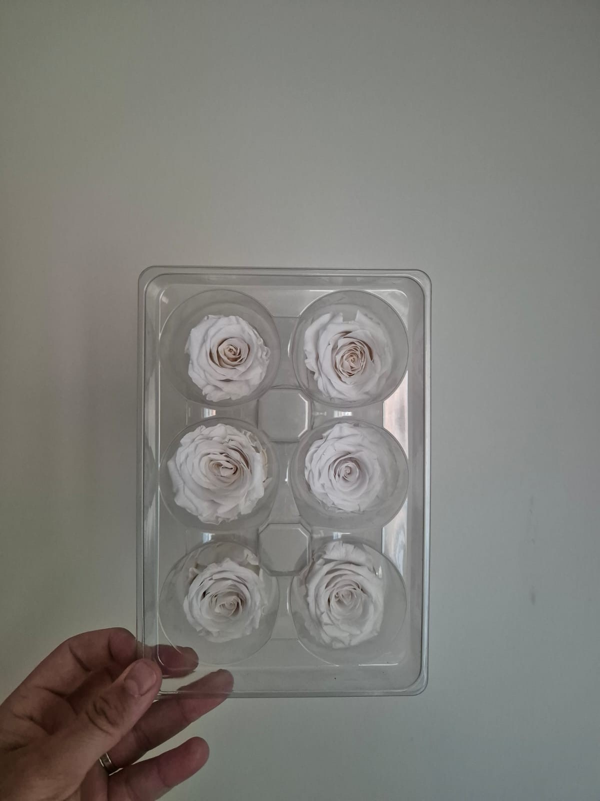 Şoklanmış Gül Beyaz (6 ADET)
