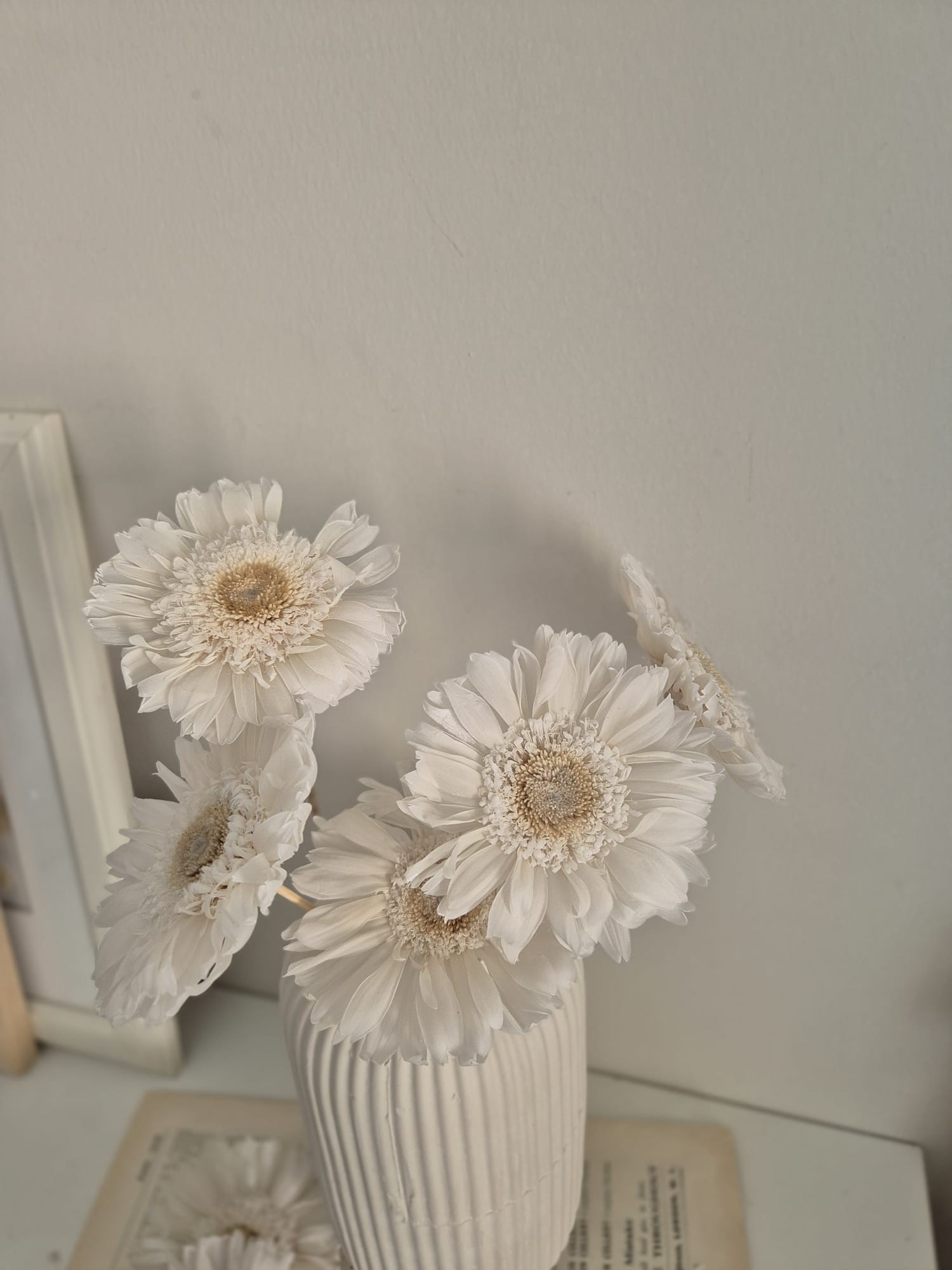 GERBERA ŞOKLANMIŞ BEYAZ ÇİÇEK ( 1 ADET )