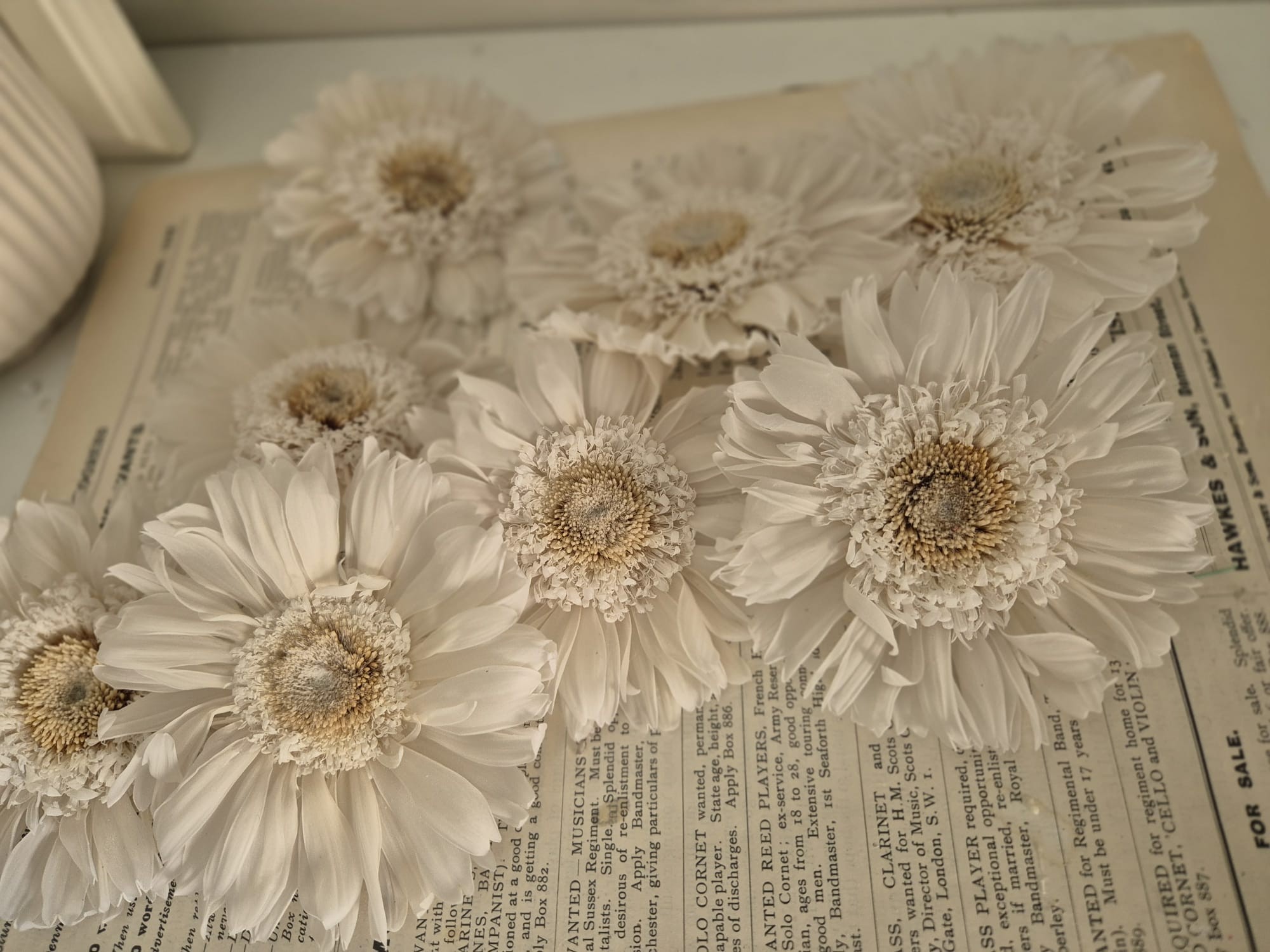 GERBERA ŞOKLANMIŞ BEYAZ ÇİÇEK ( 1 ADET )