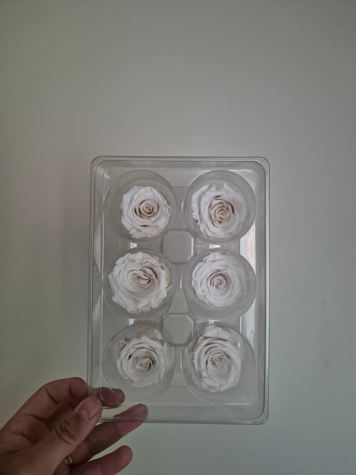 Şoklanmış Gül Beyaz (6 ADET)