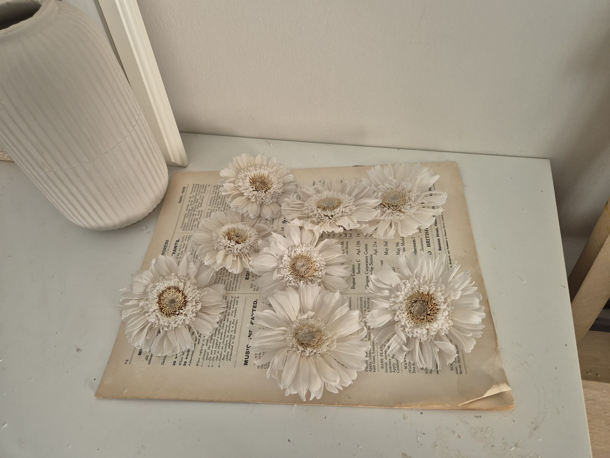GERBERA ŞOKLANMIŞ BEYAZ ÇİÇEK ( 1 ADET )
