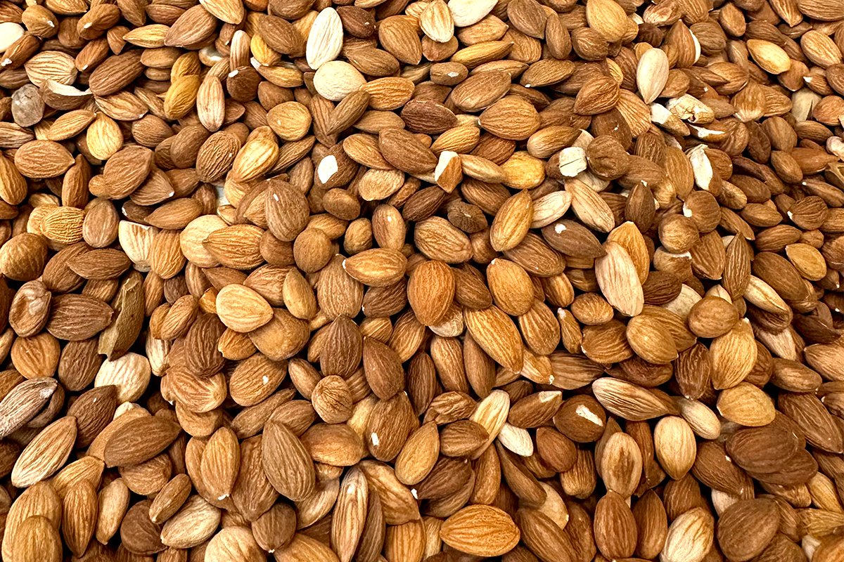 Acı Kayısı Çekirdeği