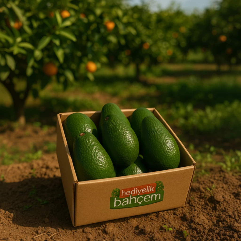 Avokado 8 Adet 