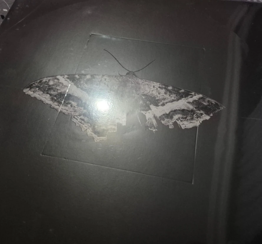 *DEFOLU* Kendrick lamar To Pimp A Butterfly 10. yıl özel plak *DEFOLU