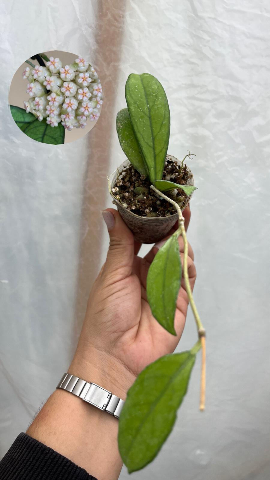 Hoya Crassipetiolata Mum Çiçeği 5,5lik Saksıda