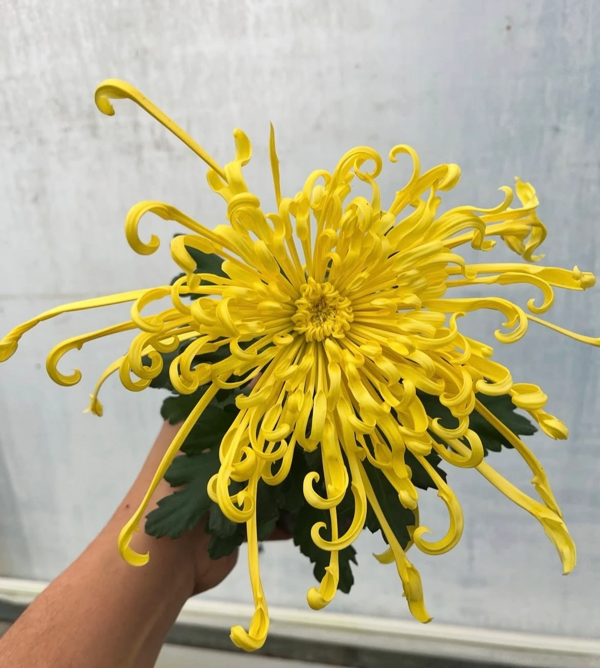 Ahtapot Kasımpatı Sarı İthal