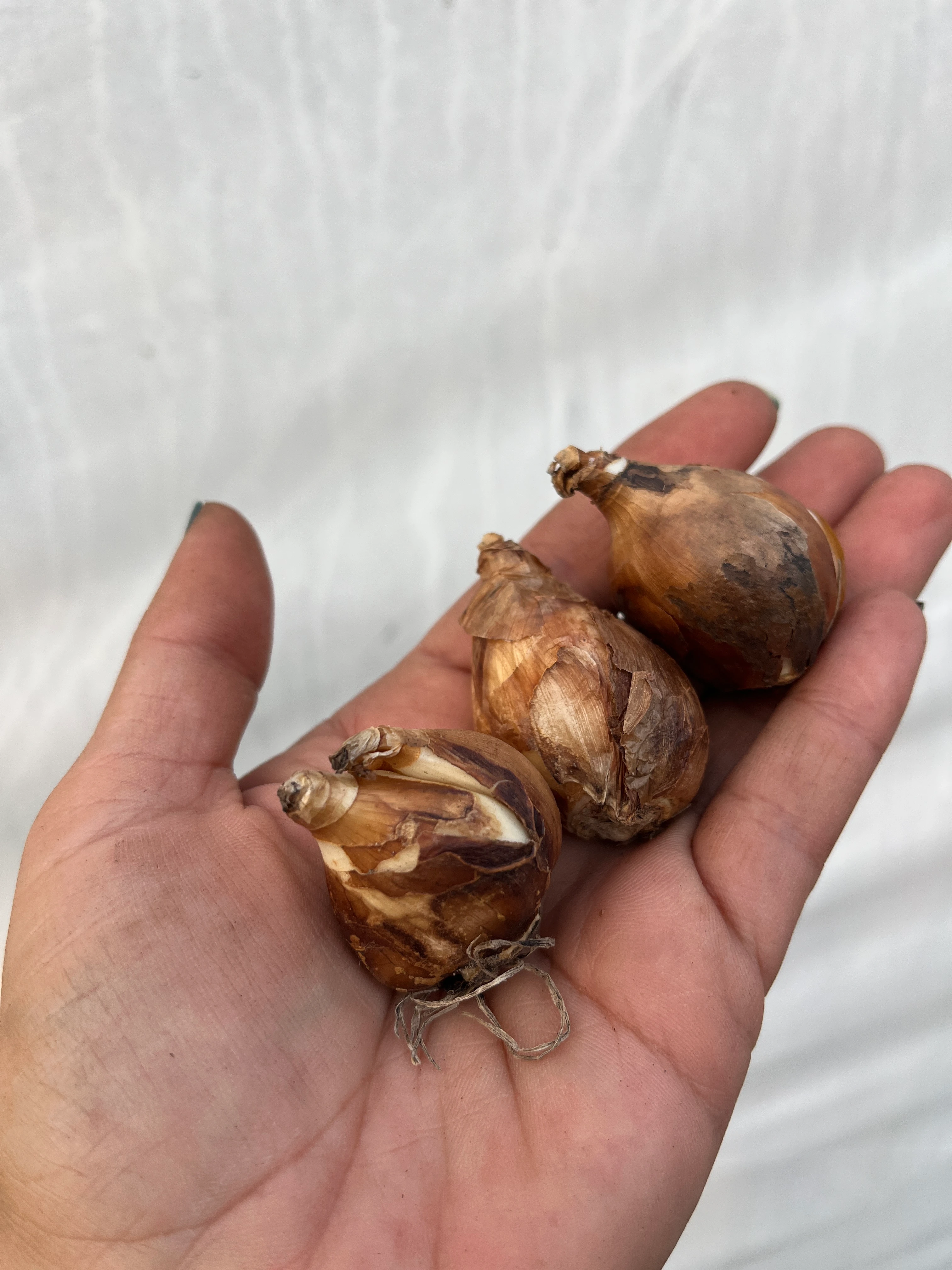 Nergis Soğanı Beyaz 3 Adet