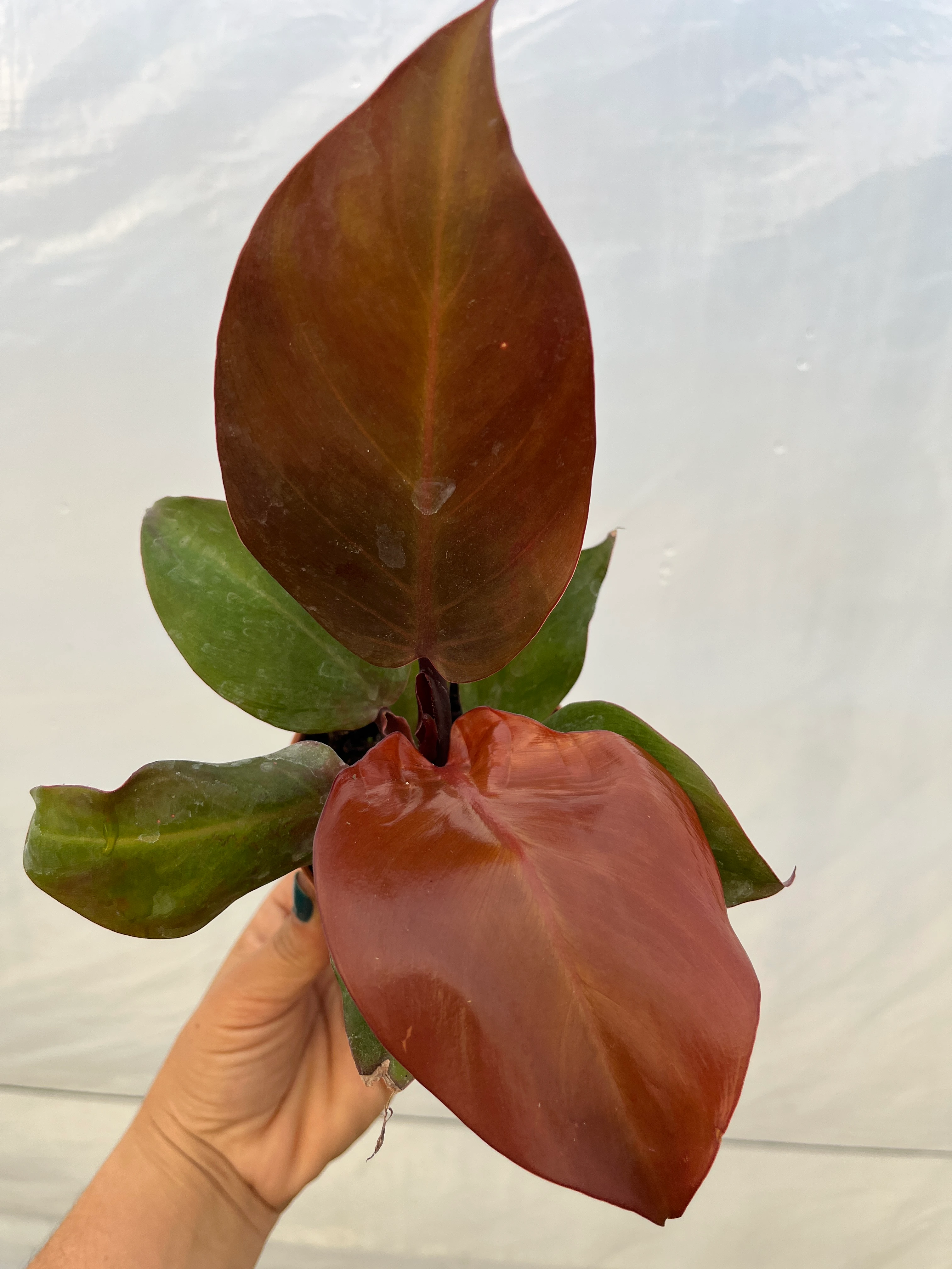 Philodendron Red Sun