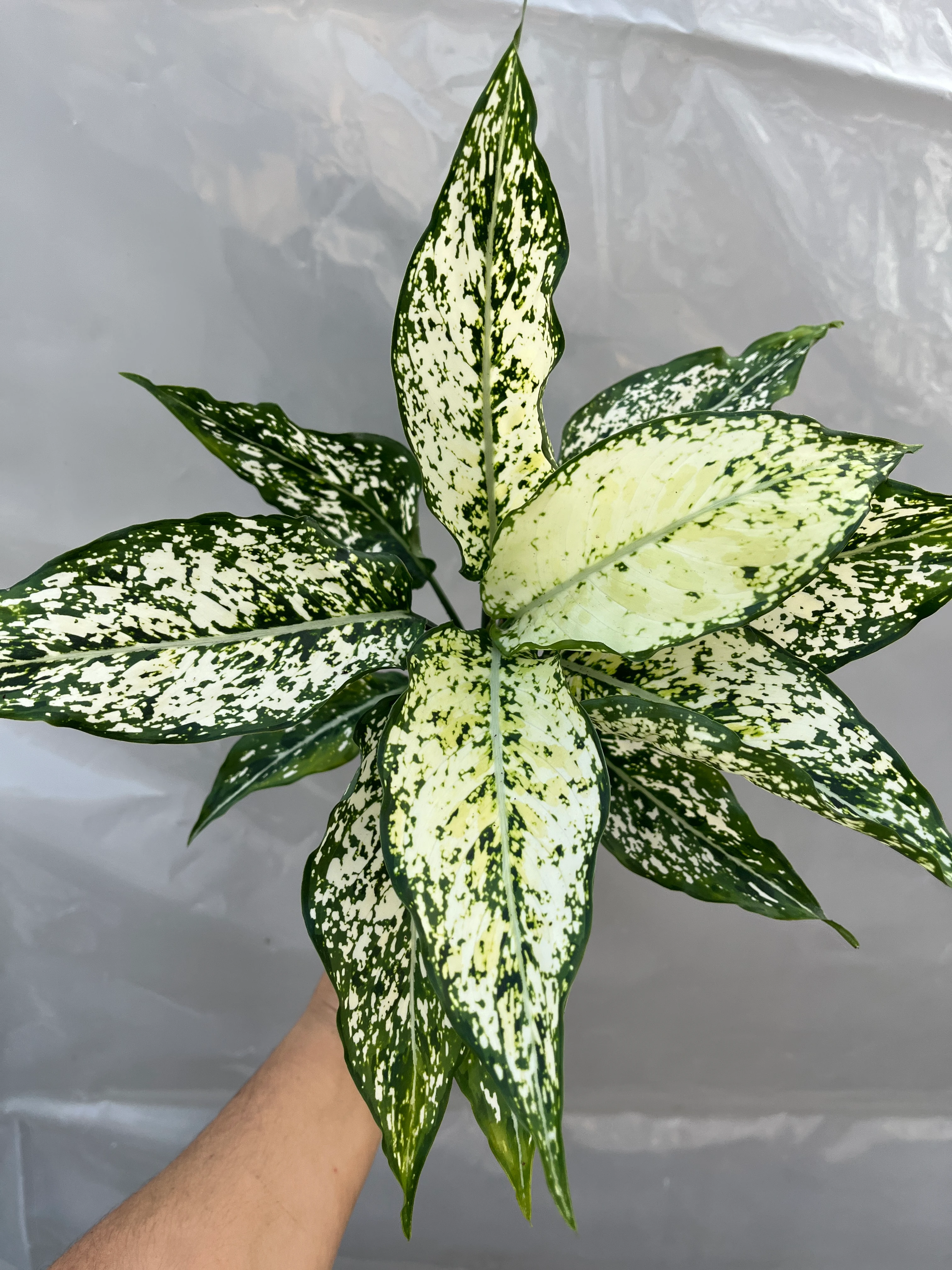 Aglaonema 1