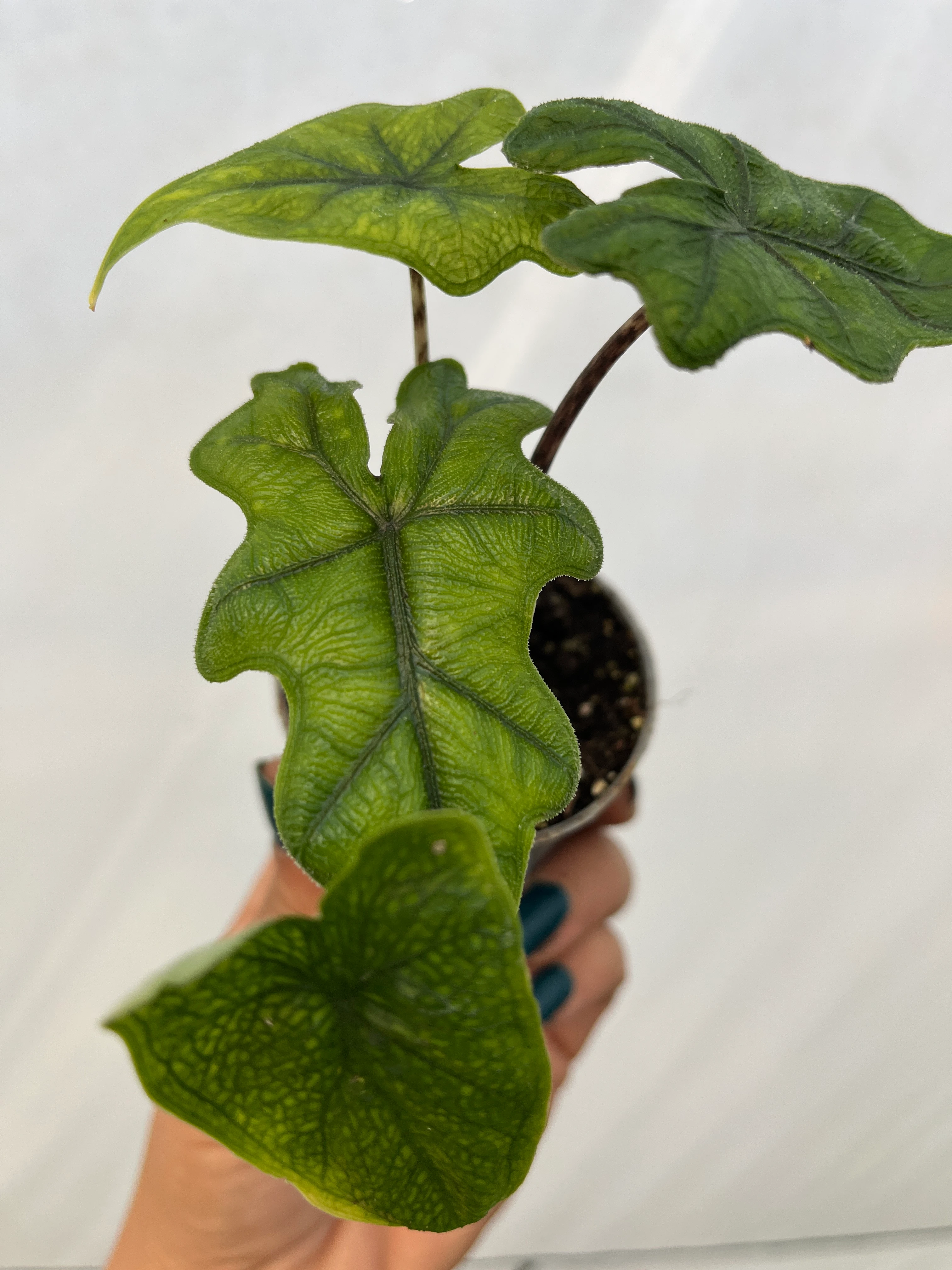 Alocasia Jacklyn