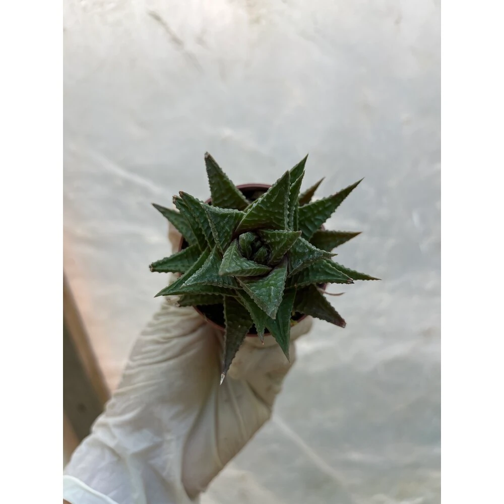 Yılan derisi kaktüs Haworthia