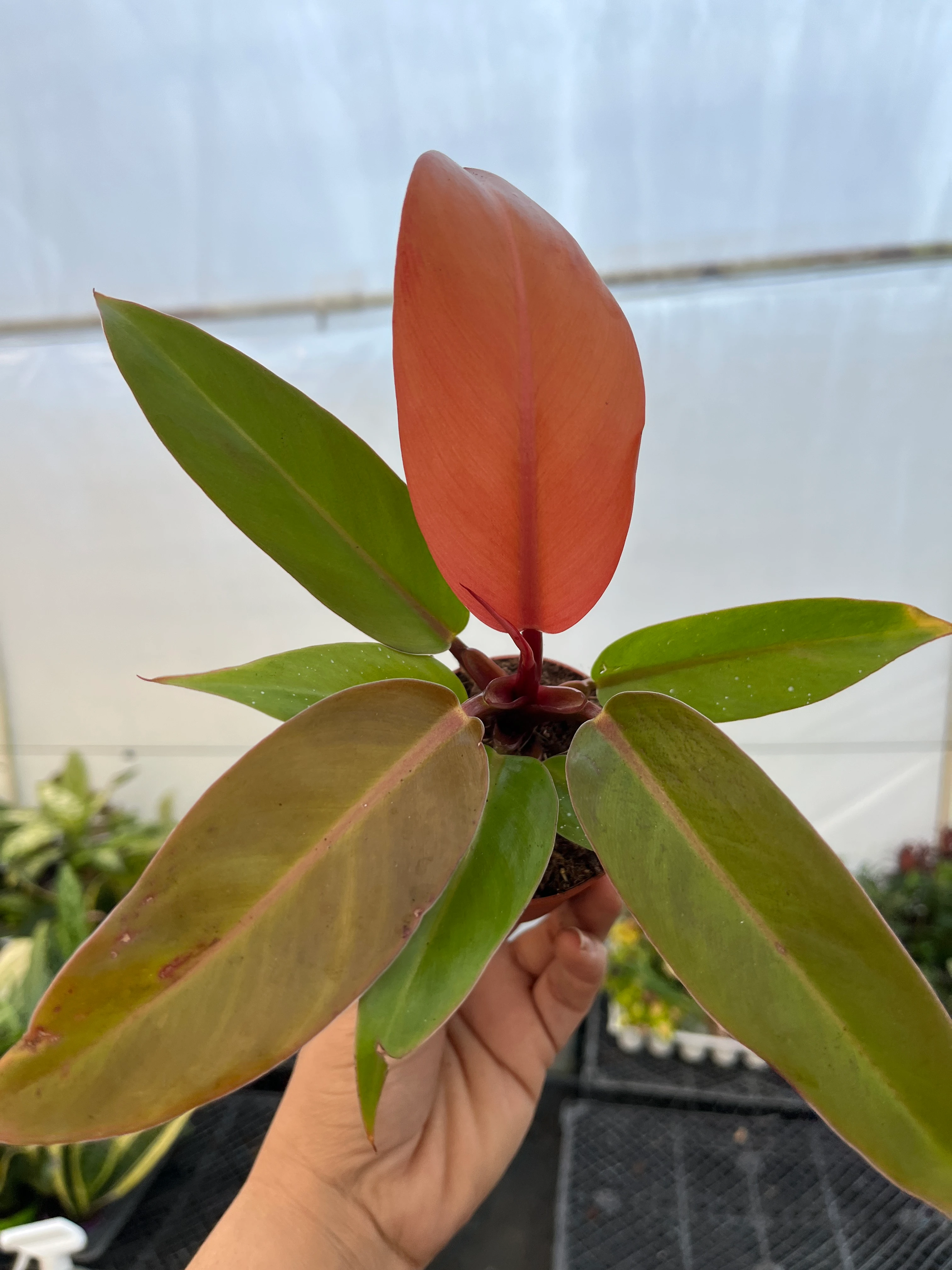 Philodendron Red Sun