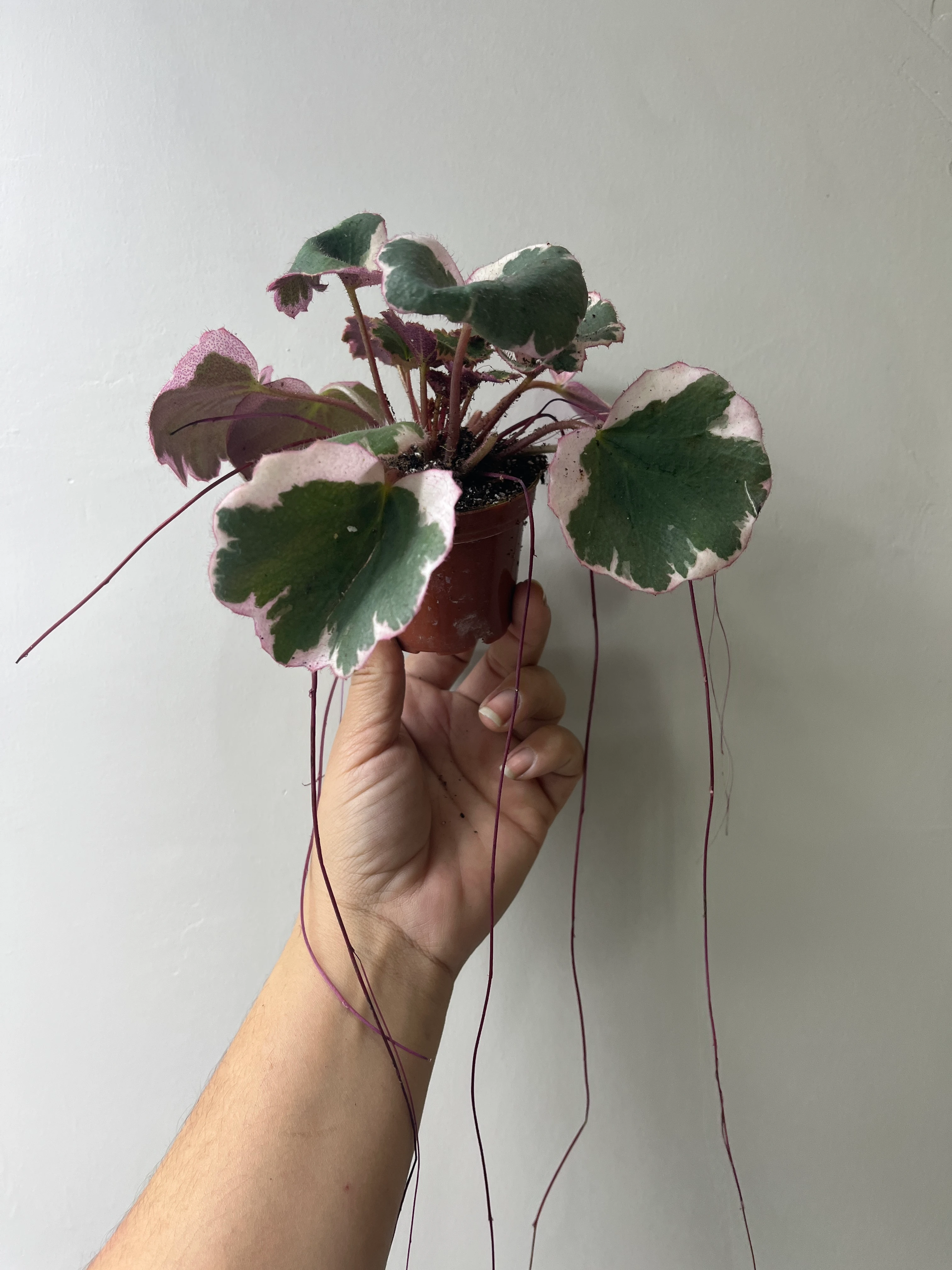 Özel Tür pembe Yapraklı Gelinteli 