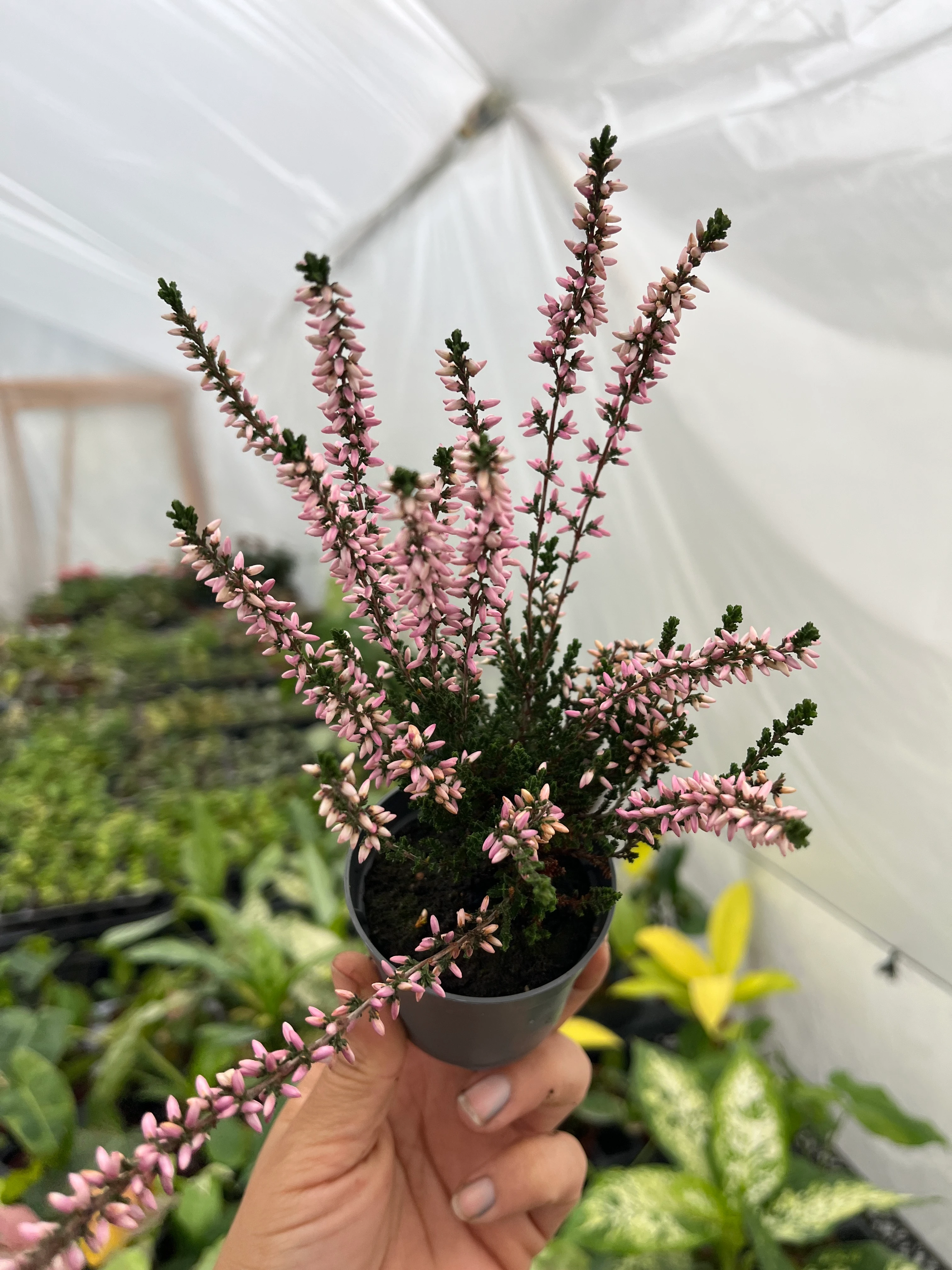 Erika Funda Çiçeği Pembe