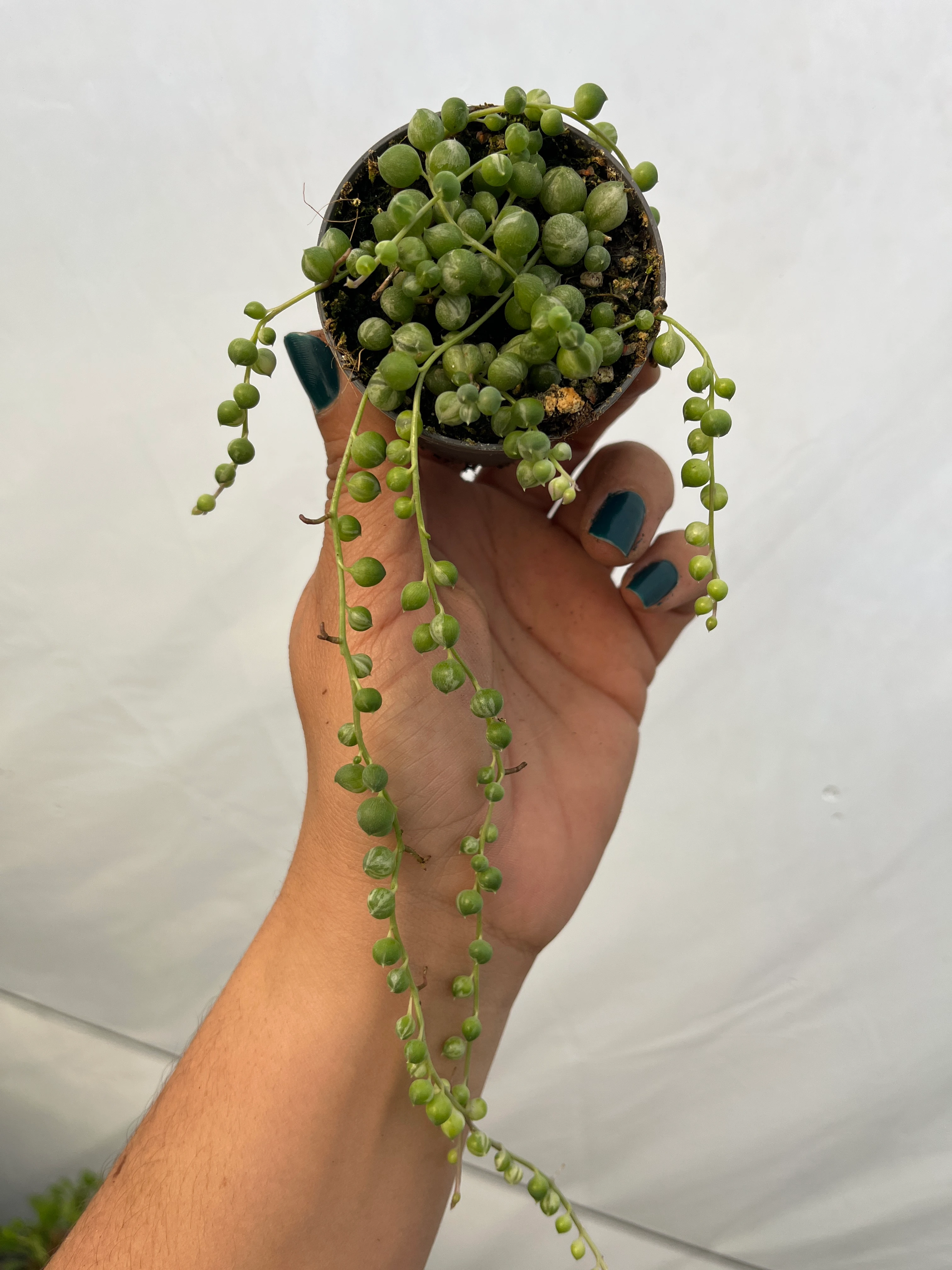 Senecio Rowleyanus Variegata yuvarlak tesbih