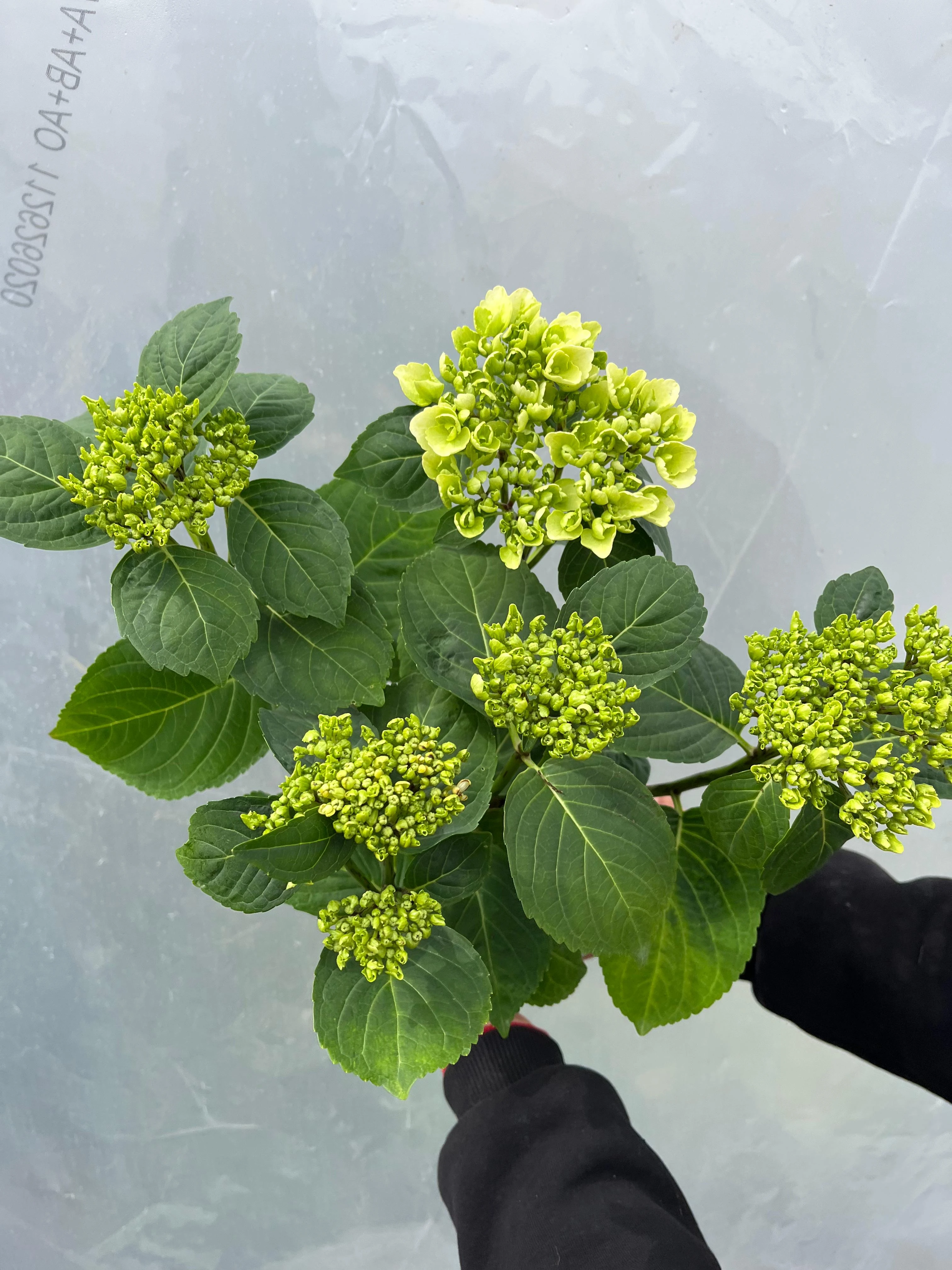 Hydrangea4936　0705 Ortanca Çiçeği Beyaz Hydrangea macrophylla 19luk Saksıda