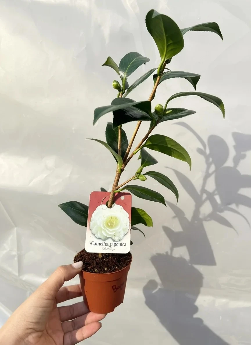 Japon Kamelyası Beyaz 8,5lik Saksıda