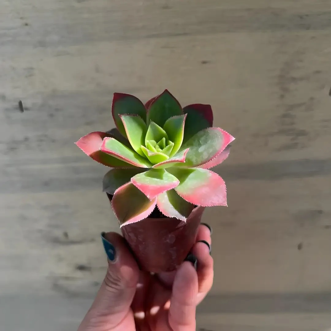 Aoenium HAWORTHİİ KİWİ