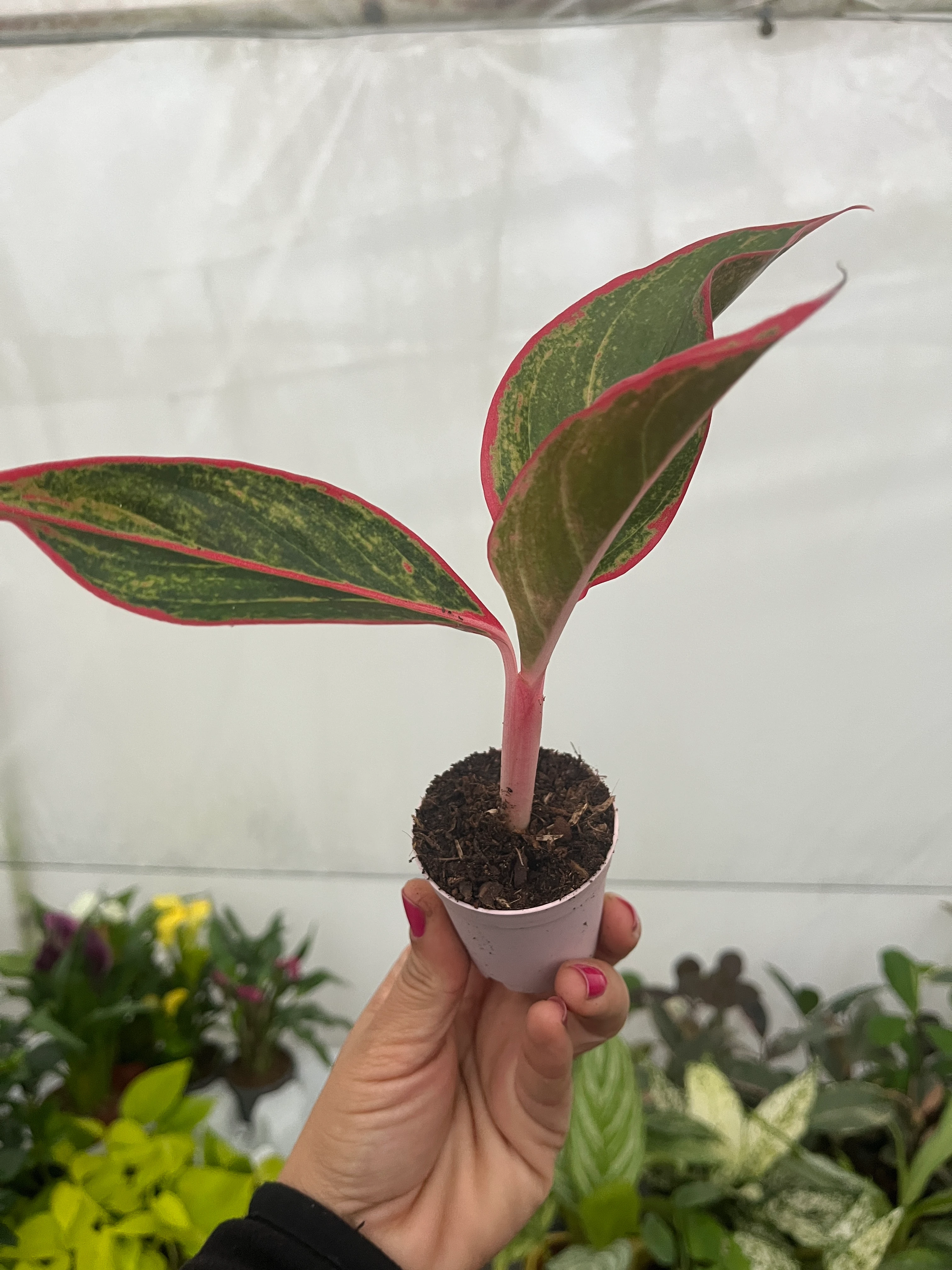 Aglaonema Red Crete Fide Boy